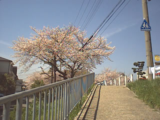 晴天下の桜